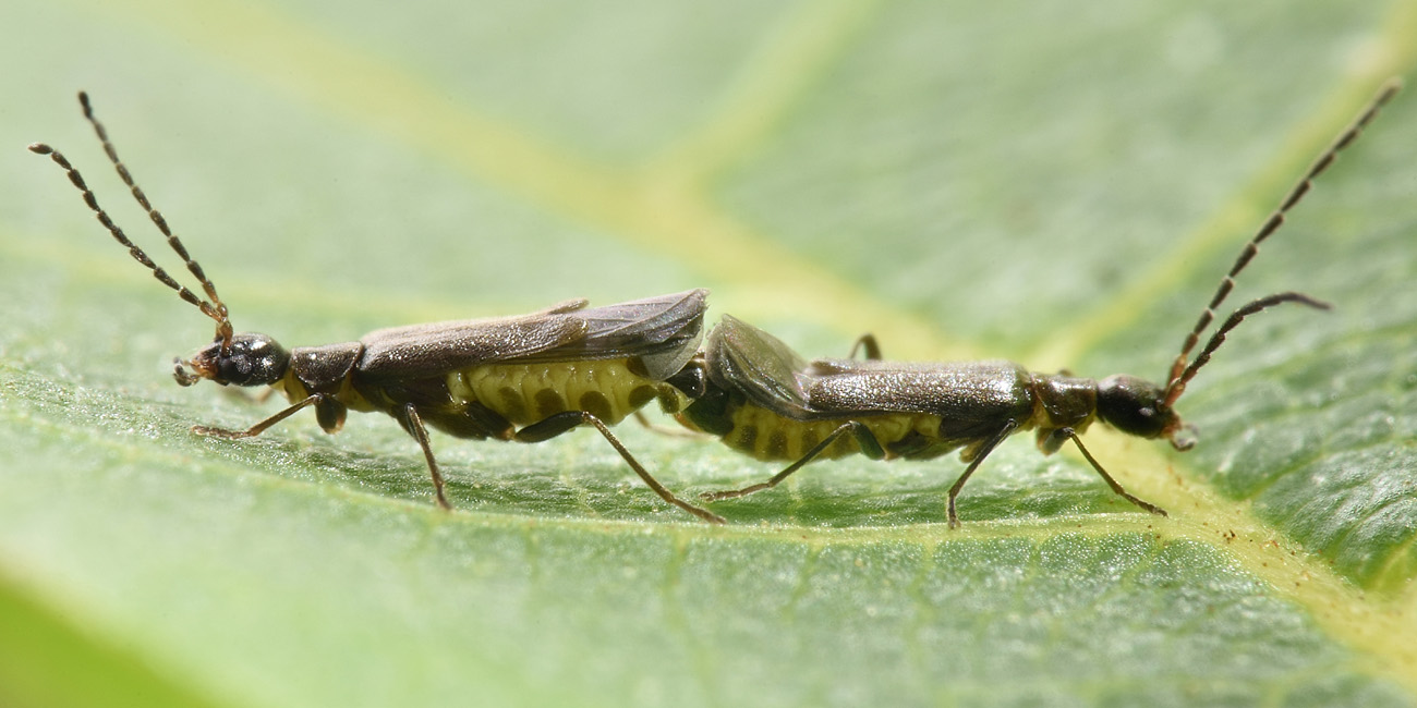 Cantharidae: quale Malthodes?  Malthodes parthenias